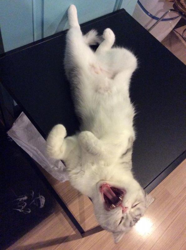 Bcat