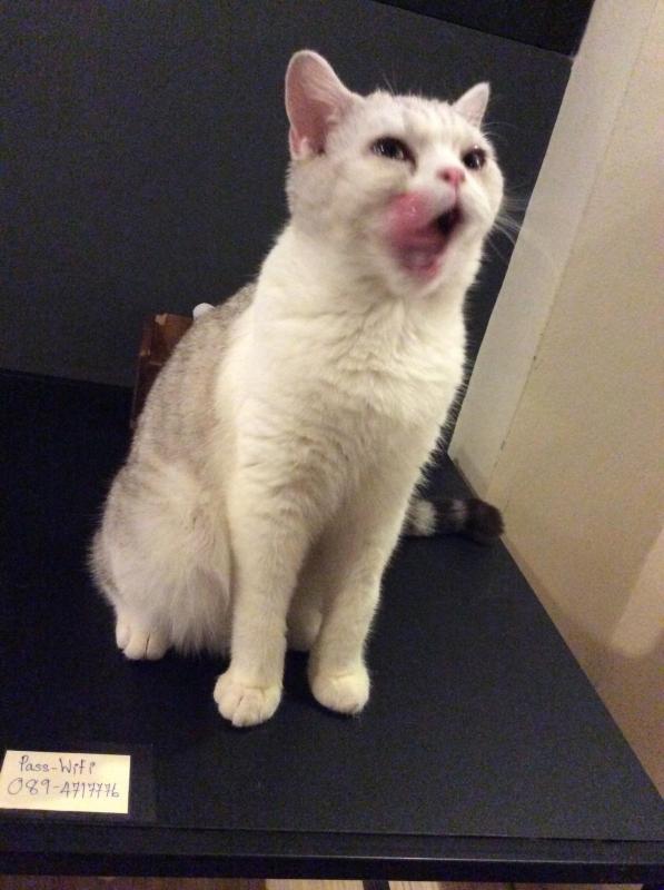 Bcat2