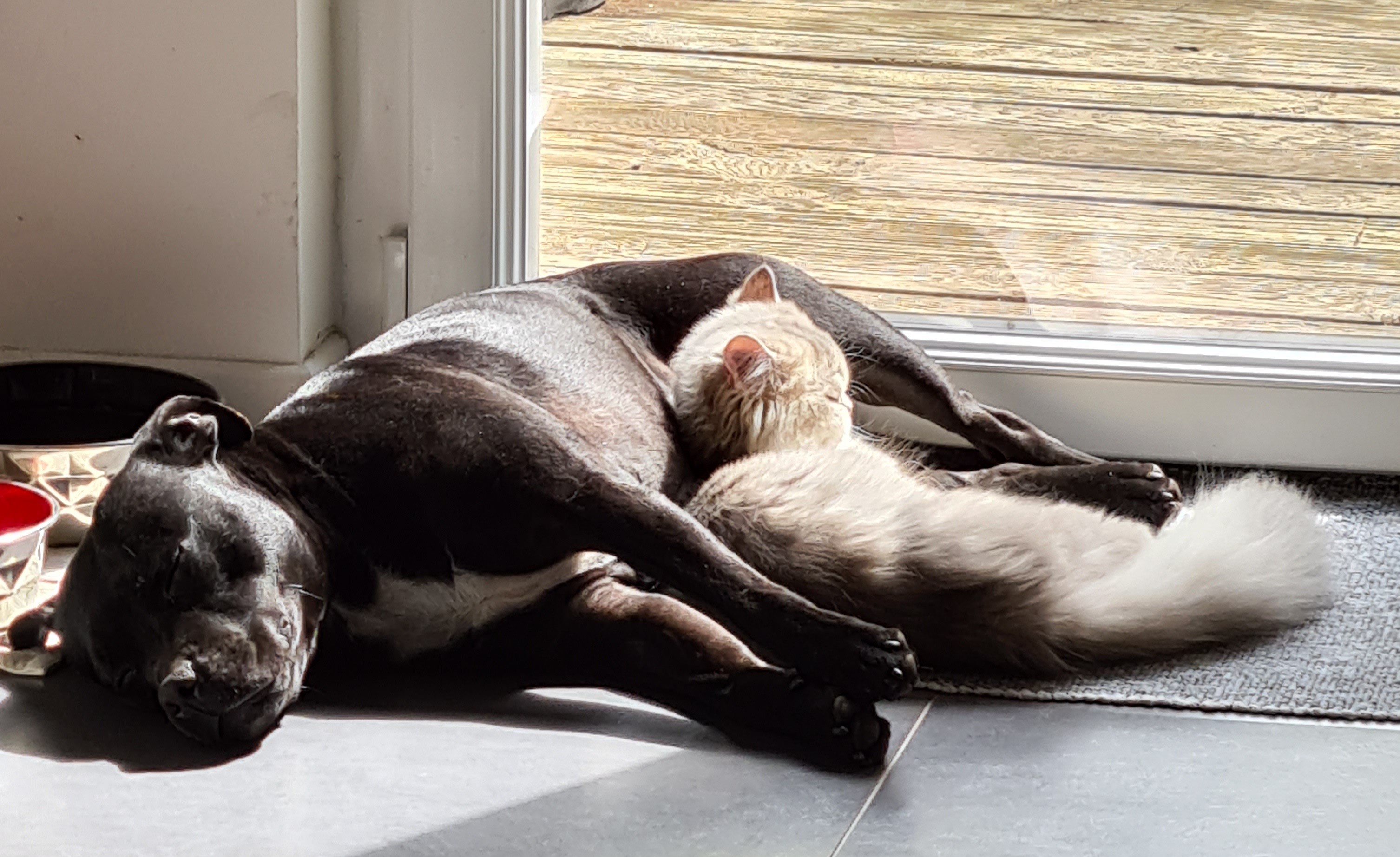 Romy avec Macca (Ariane, Clamart)