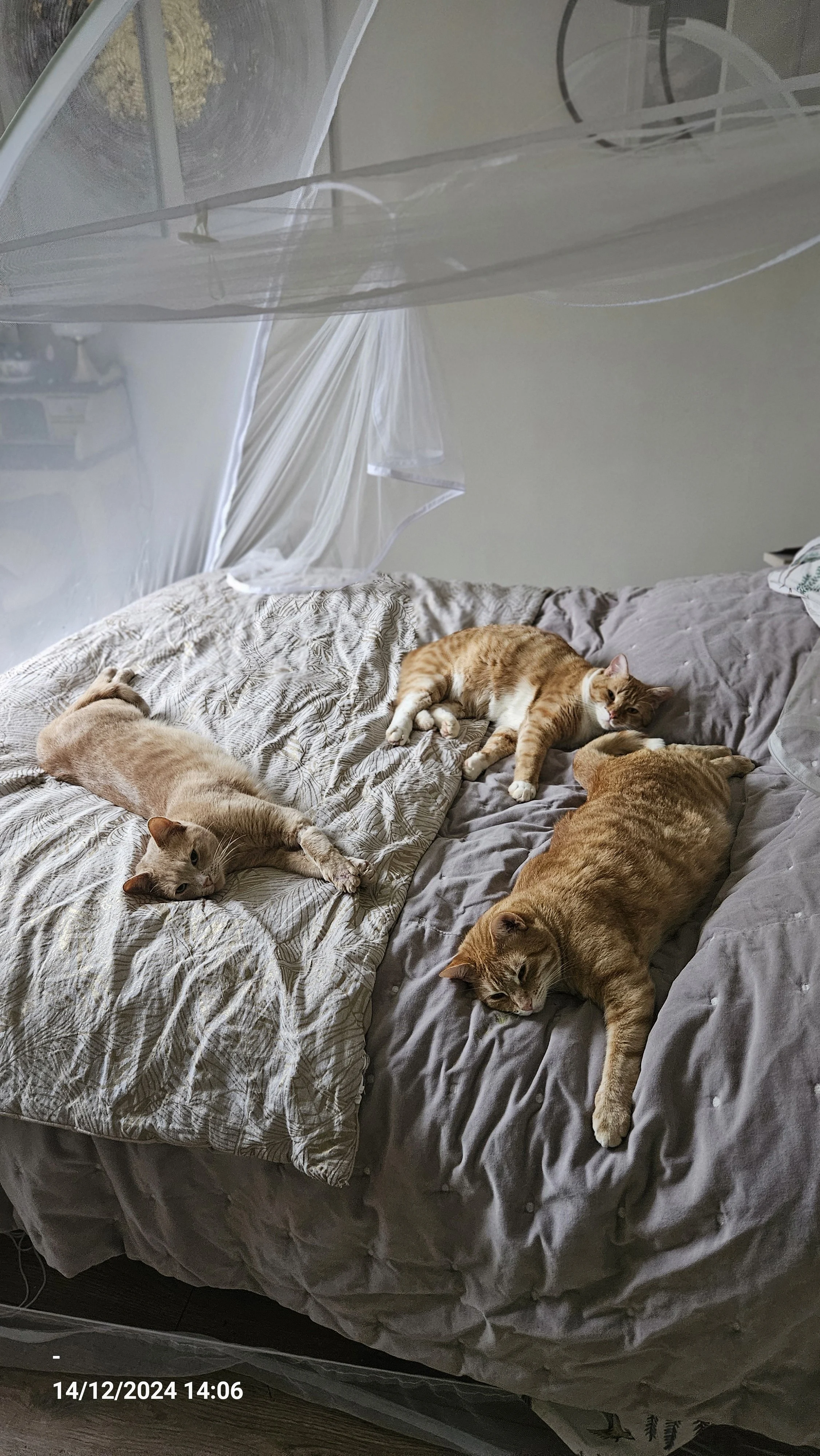 Pat, Snow et Tom (Valérie & Sébastien, Angoulême)