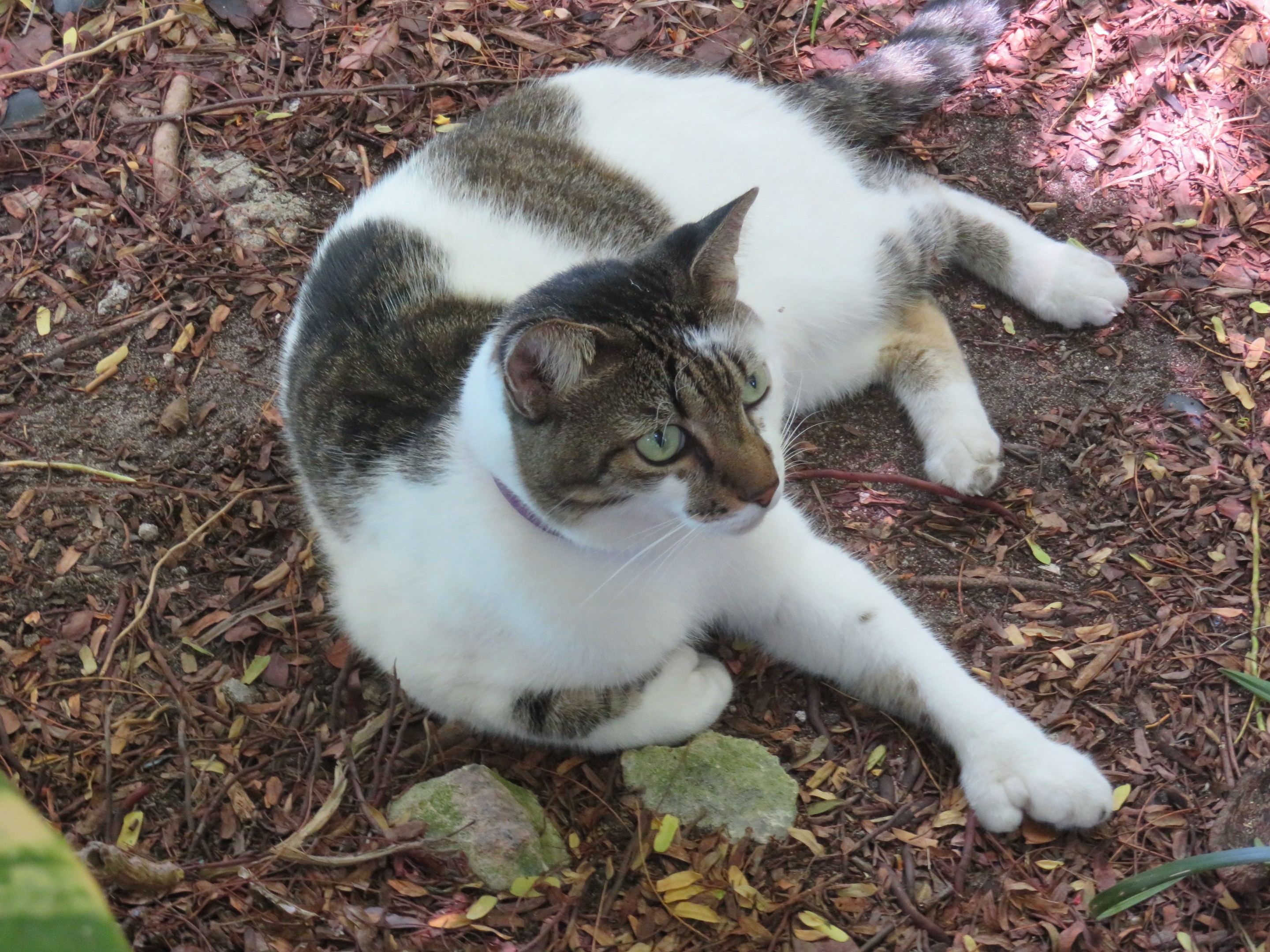 Un des chats à 6 doigts, dans le jardin d'Ernest Hemingway