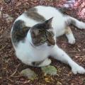 Un des chats à 6 doigts, dans le jardin d'Ernest Hemingway