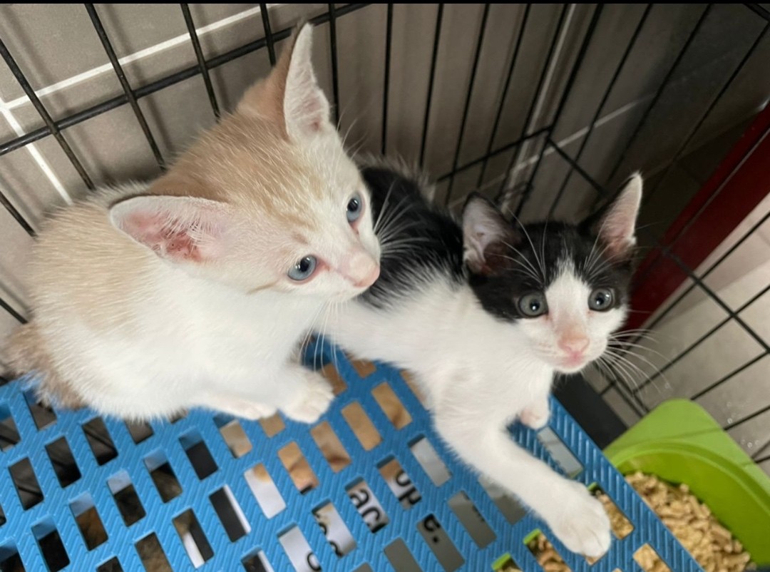 Bébés de Calico (Chan Ro, Kuala Lumpur)