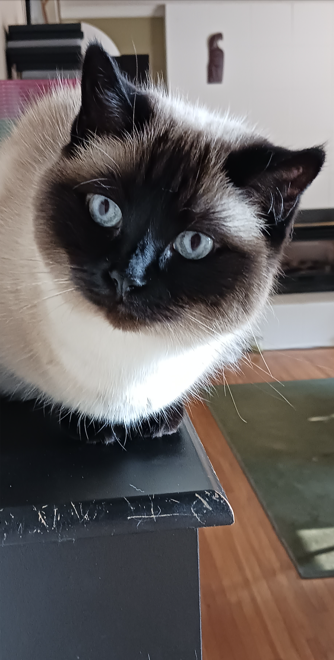 Topaz, (John et Rob, Vancouver)
