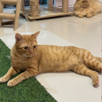 Cha Yen et Tora Kiki
