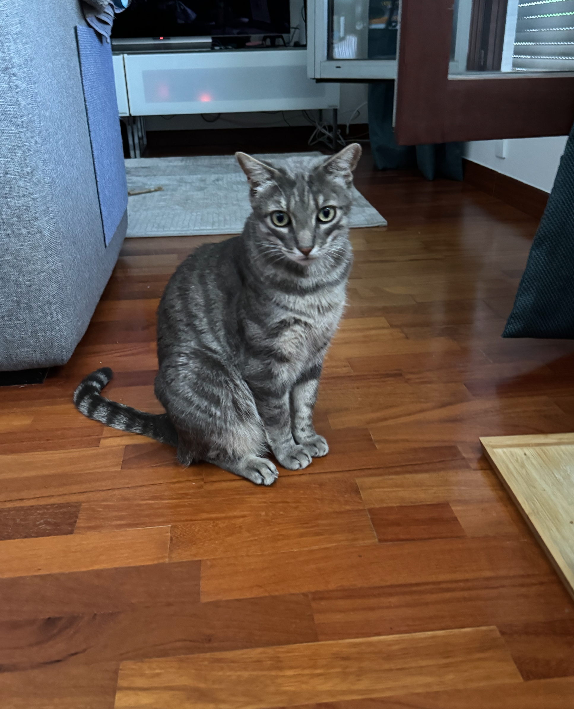 Marcel (Sophie, Mortefontaine)