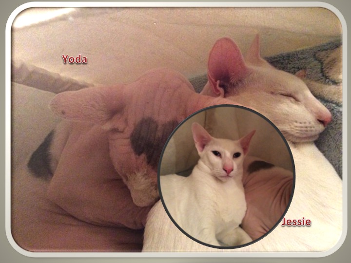 Yoda & Jessie