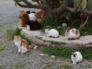 A Angra do Heroismo, île de Terceira