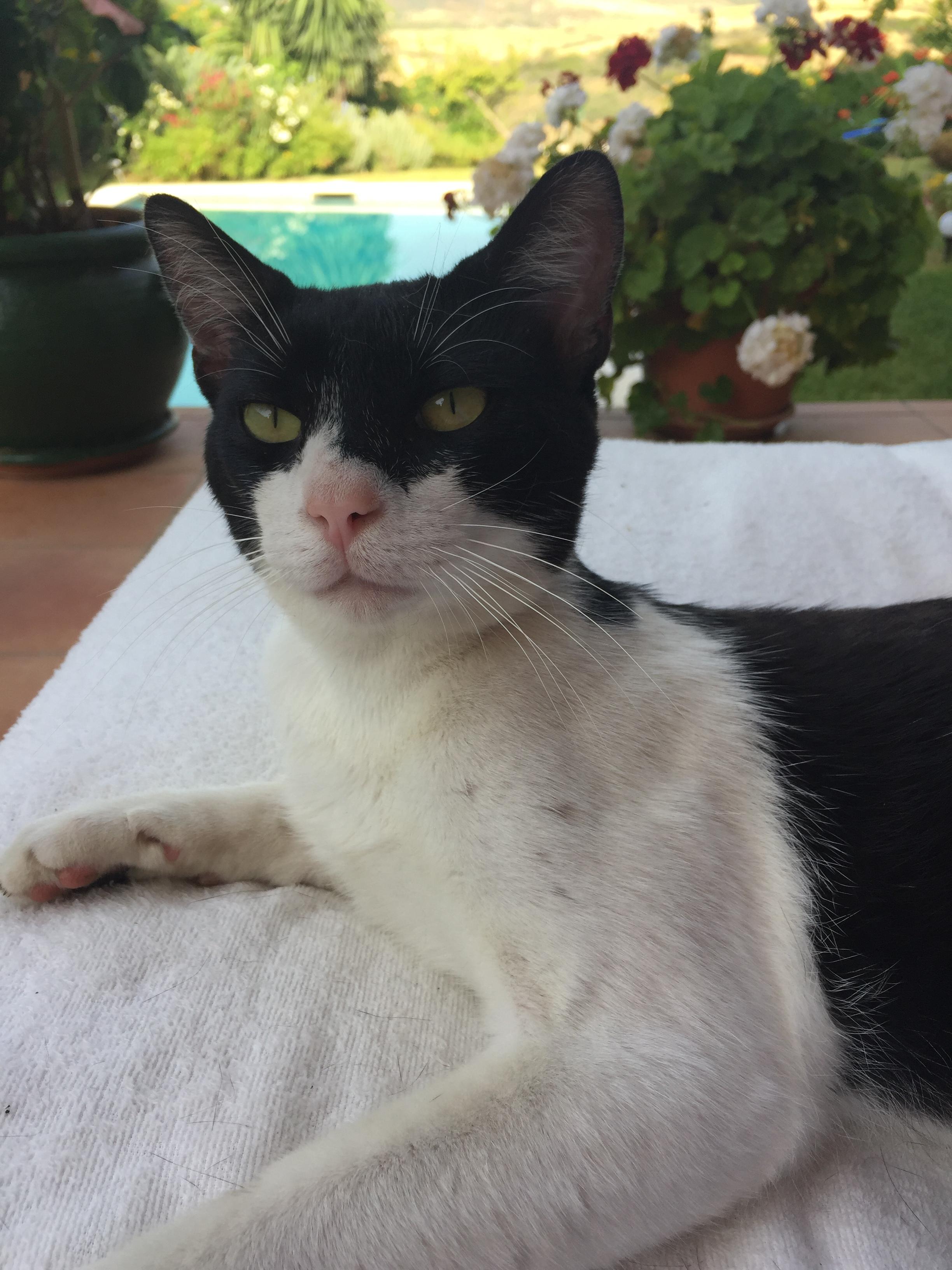 Minouchet (Jacqueline, Estepona - Espagne)