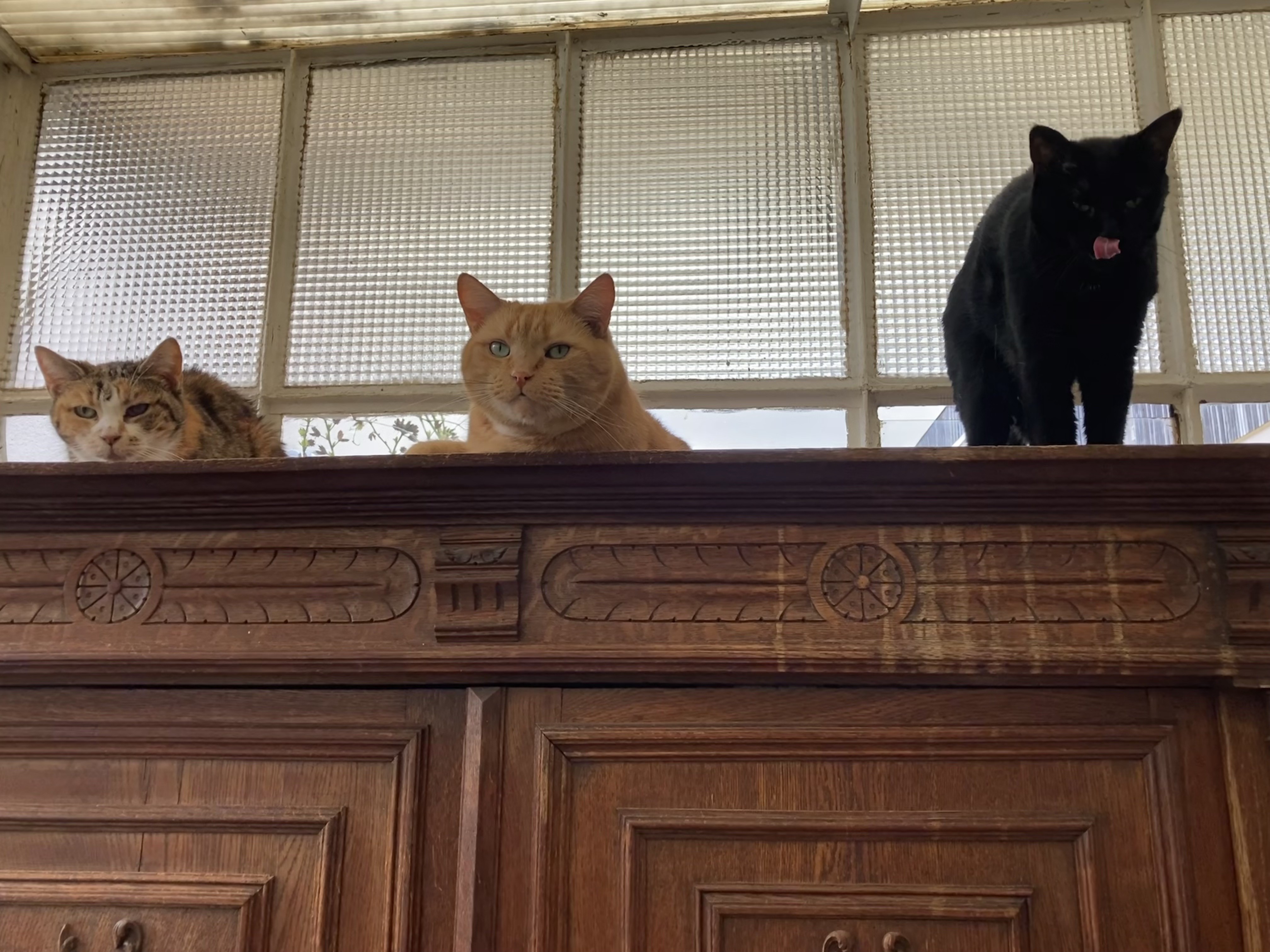 Pivoine, Loulou & Vanille (Michèle, Vitry sur Seine)