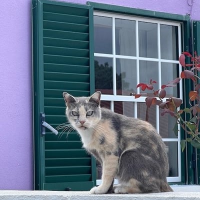 A Urzelina, île de Sao Jorge
