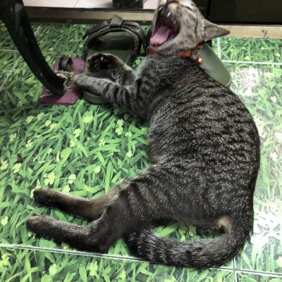 A Karon, dans un petit salon de massage