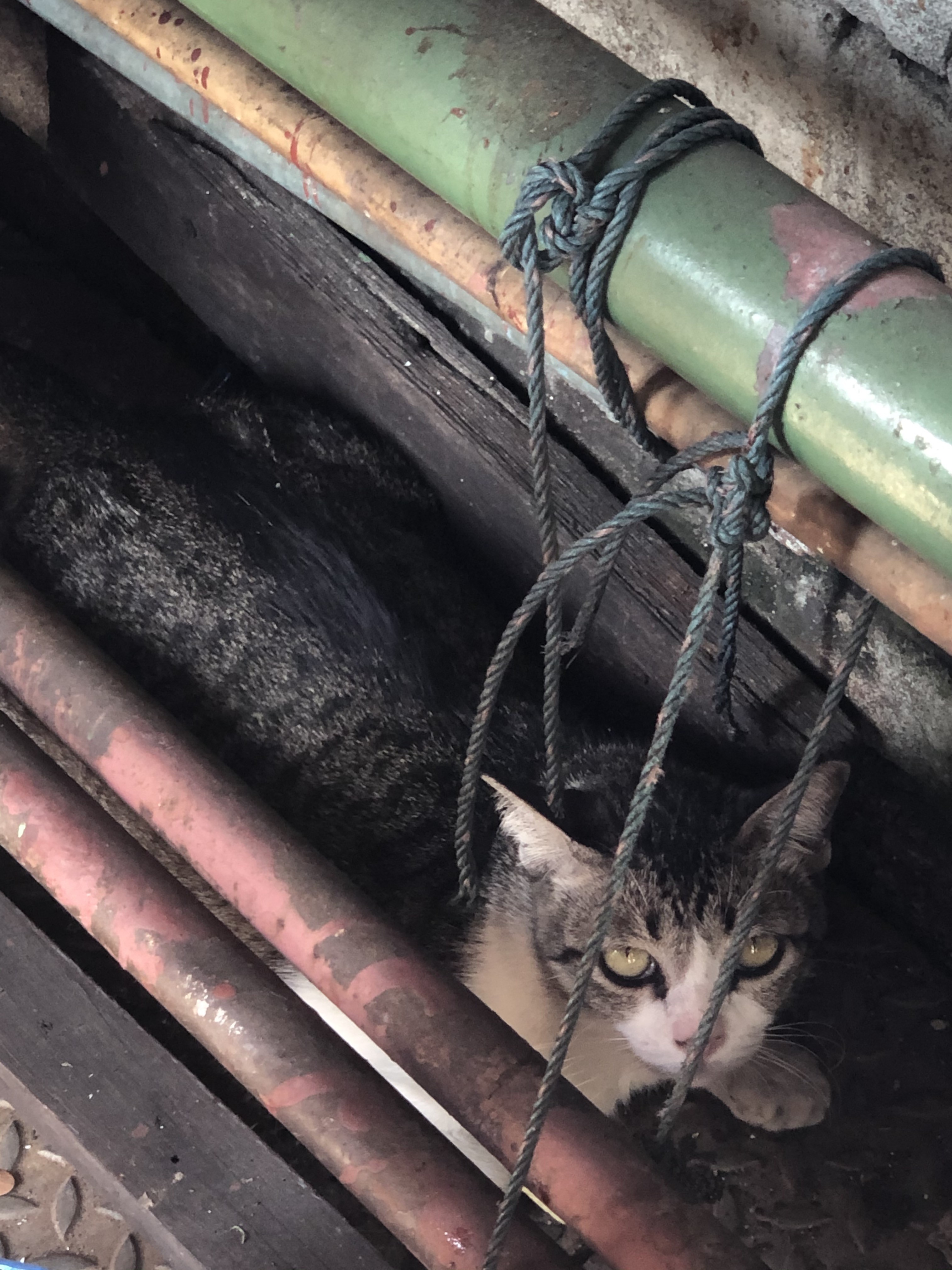 A Patong, près de la shop de Bass 