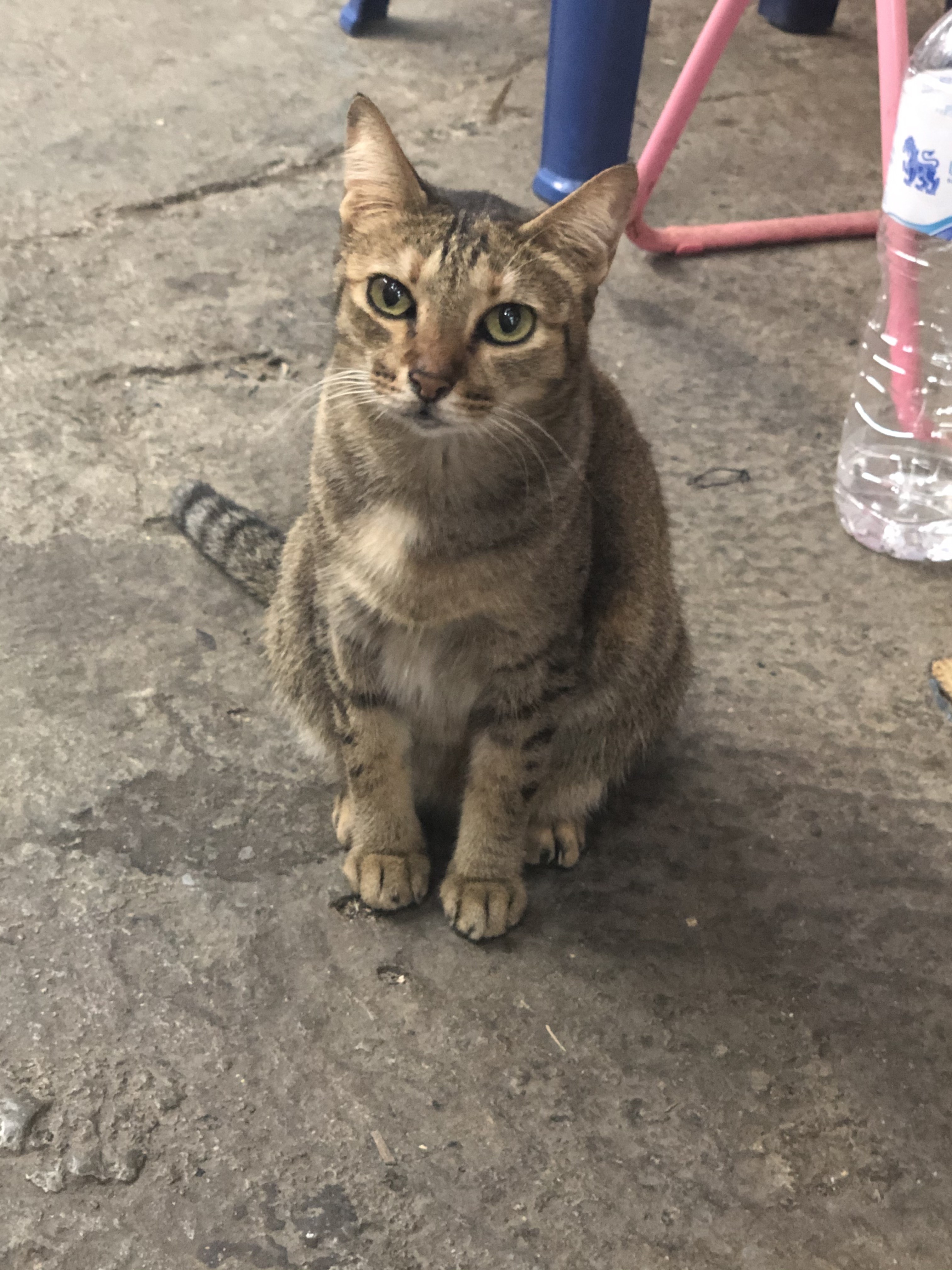 A Patong, près de la shop de Bass 