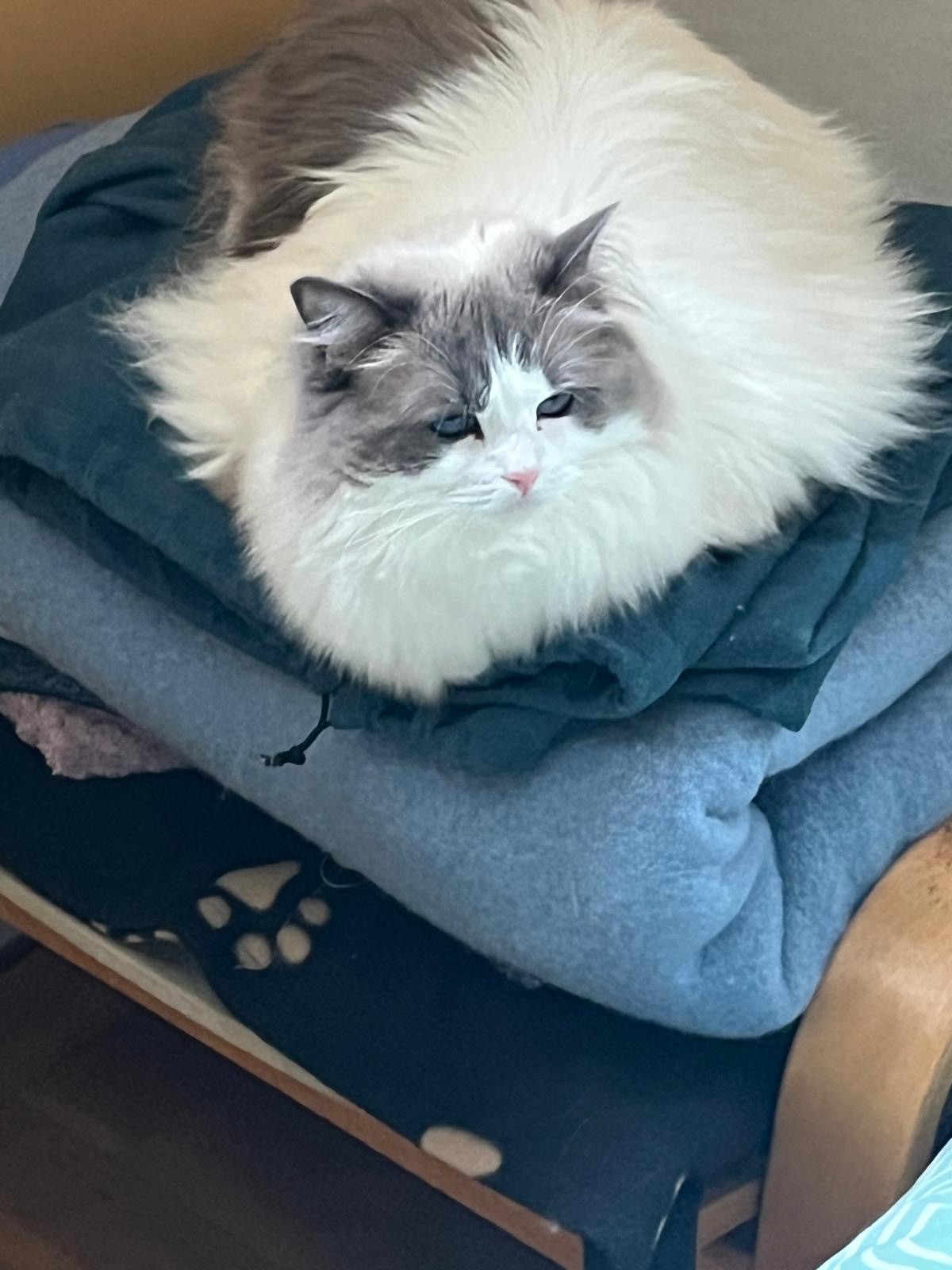 Poupette (Françoise, Paris)