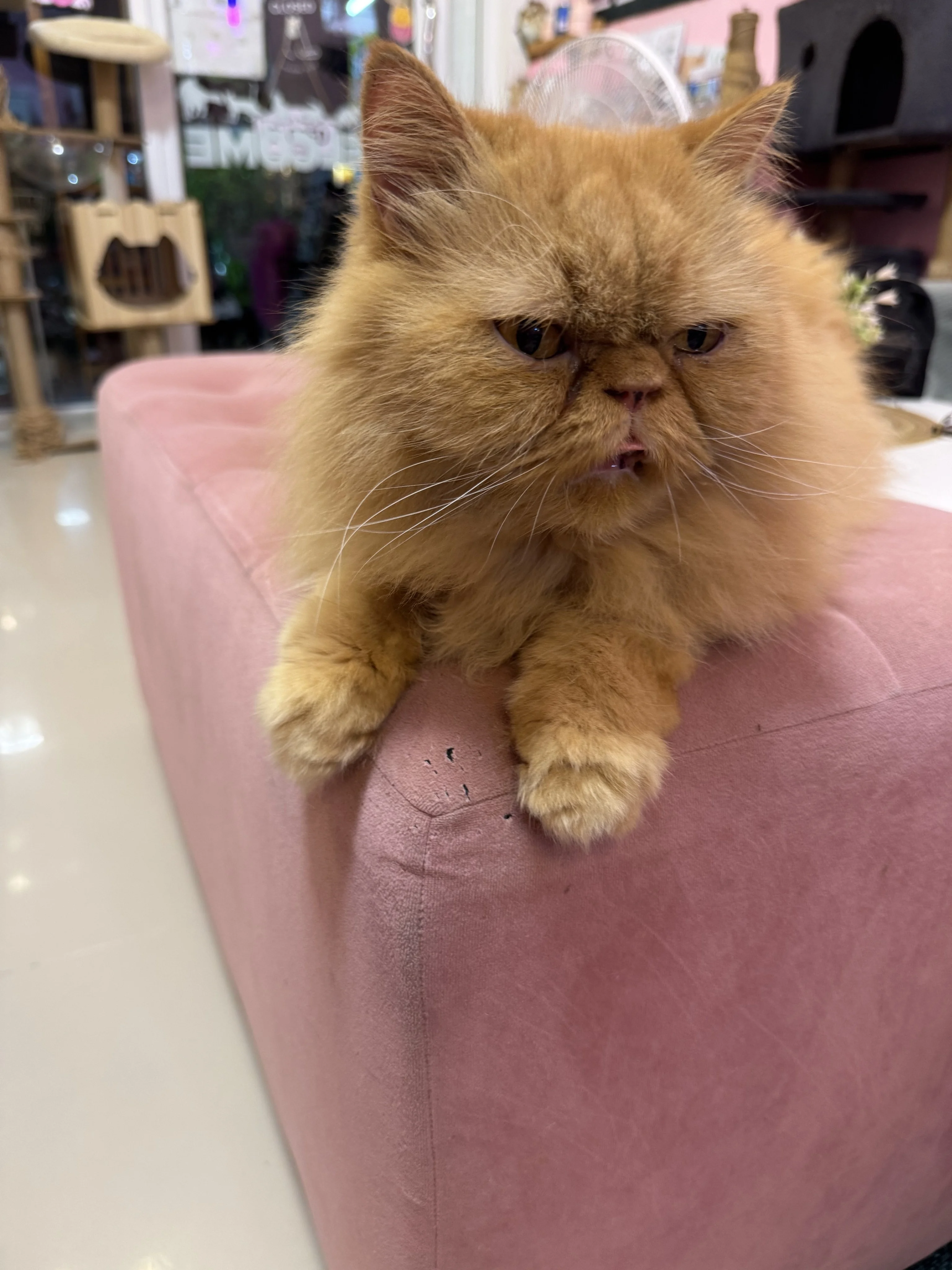 Tora Kiki