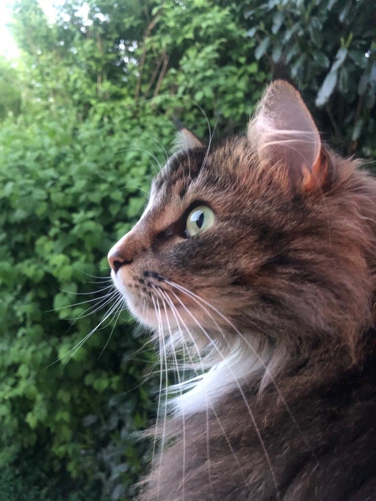 Victoria (Chris, Suisse)