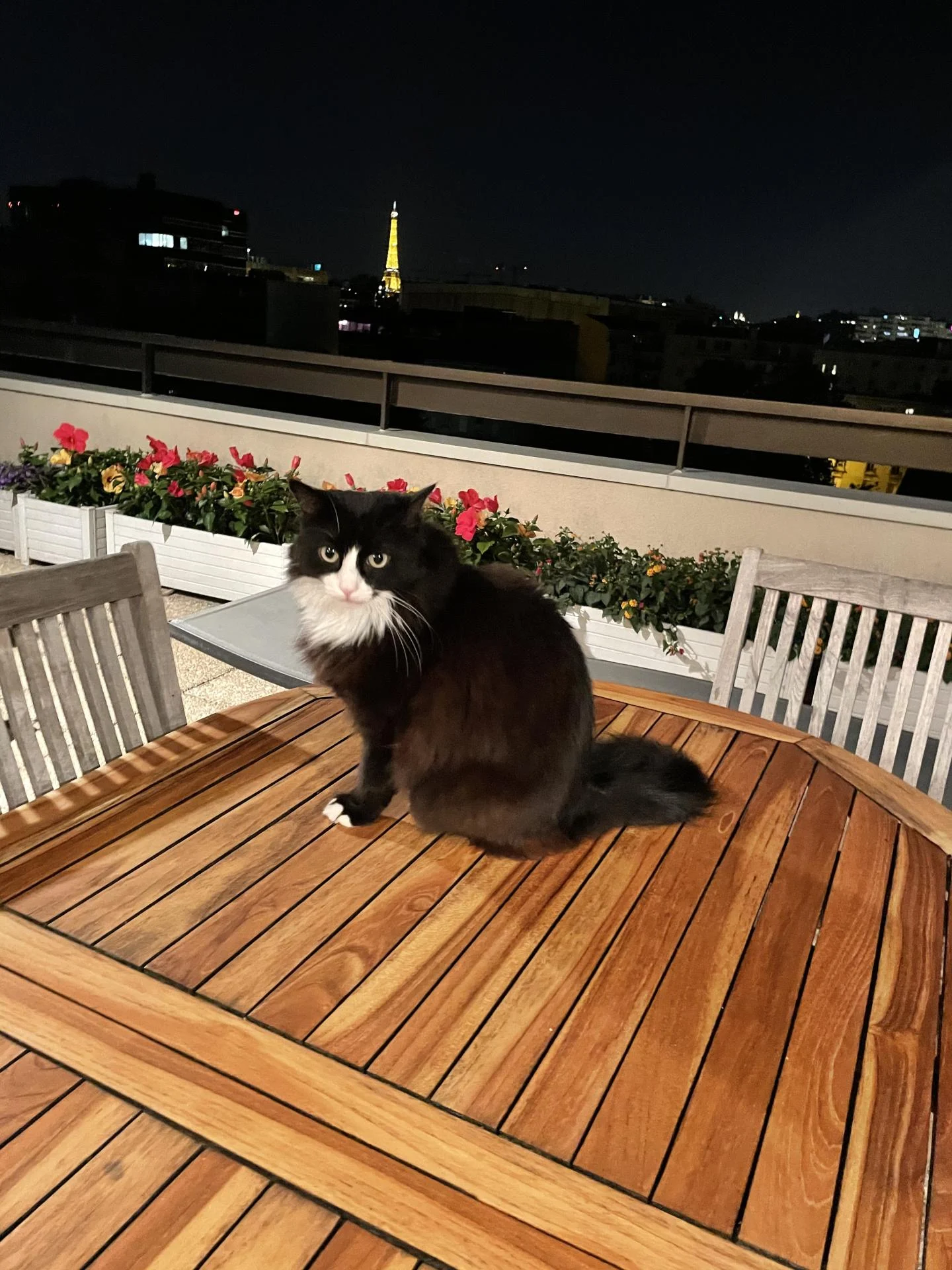 Bichette