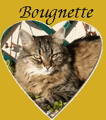 Bougnette cc