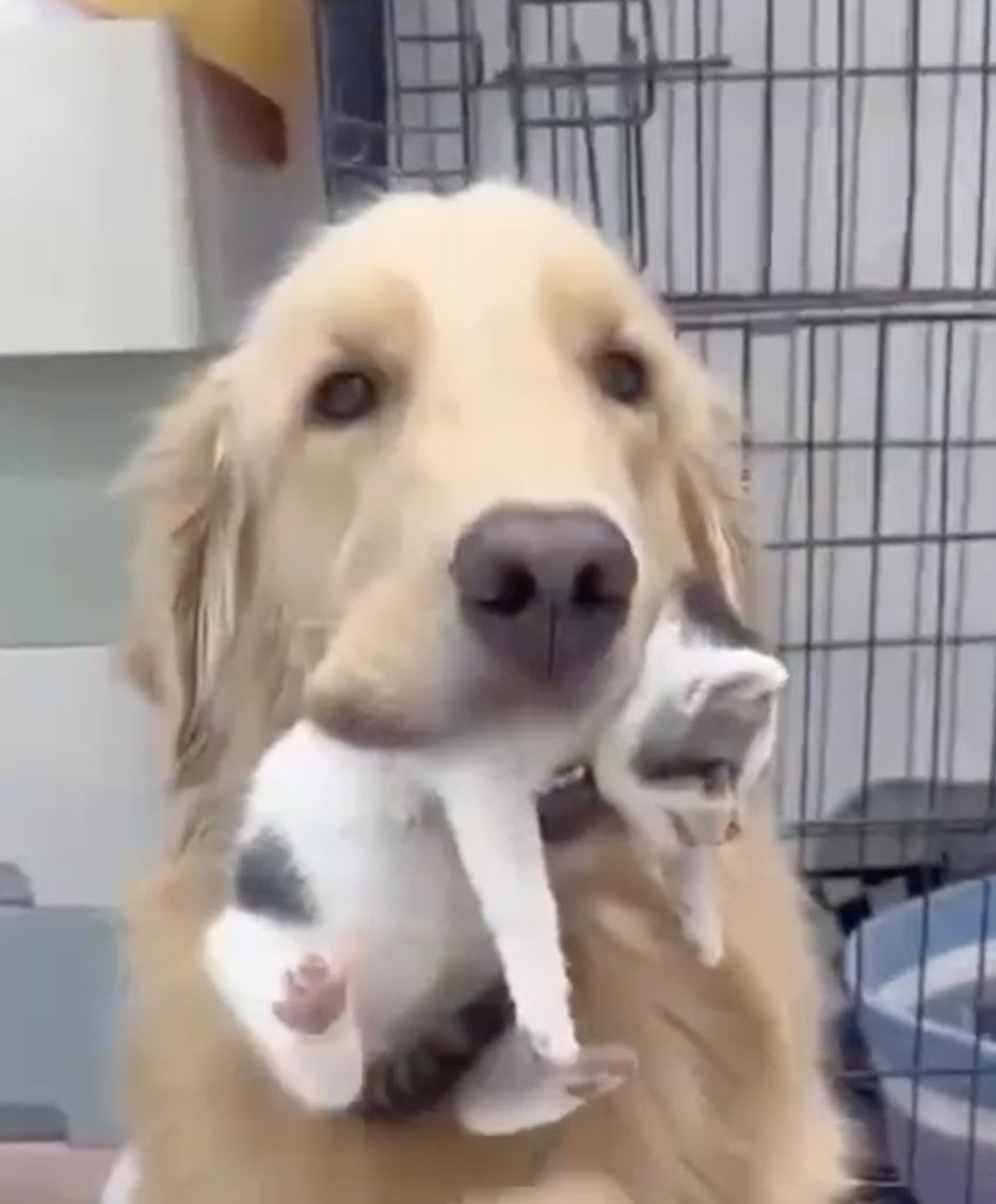 Chatchien2