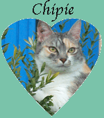 Chipie cc