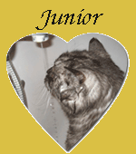 Junior cc 2