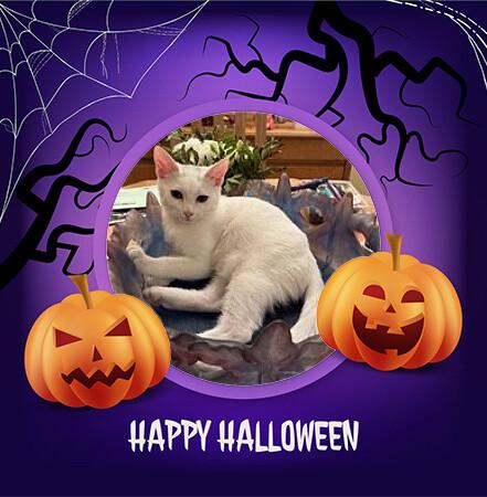 Mafalou halloween 3