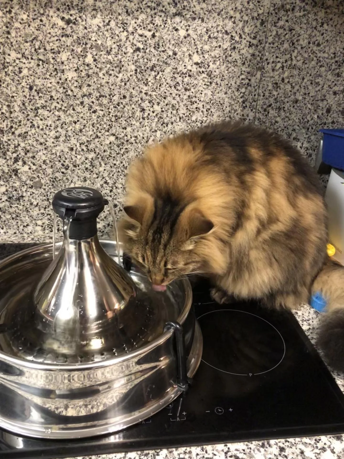 Tempimagetpetlz 1